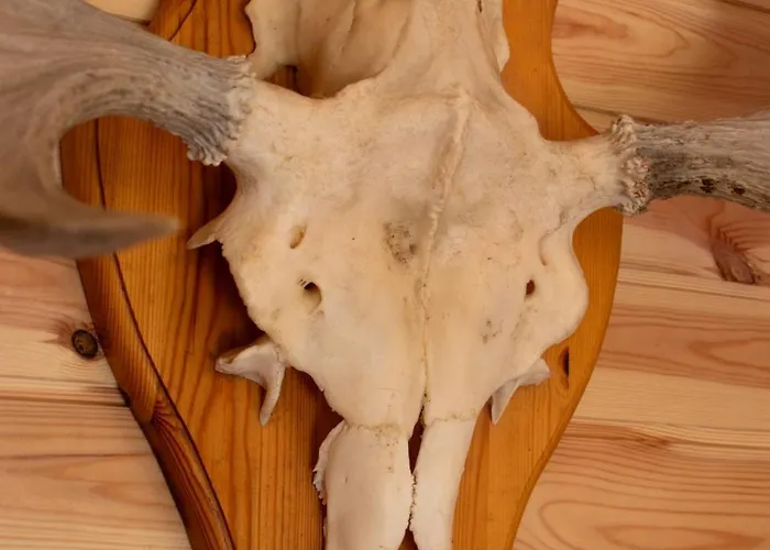 Bed and Breakfast Cosy *